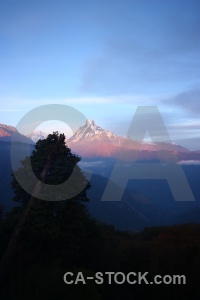 Machapuchare nepal machhapuchchhre tree landscape.