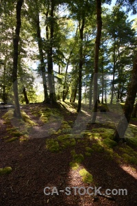 Manapouri forest moss plant tree.