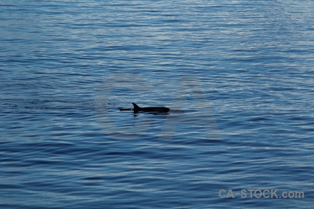 Marguerite bay antarctica cruise water orca.