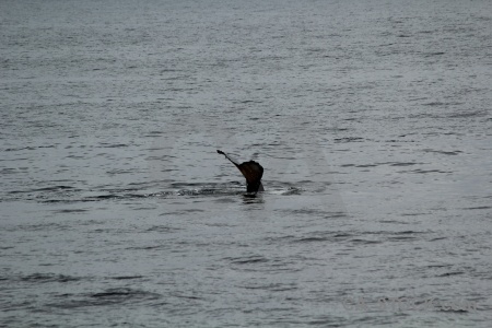 Marguerite bay antarctica tail whale adelaide island.