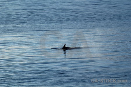 Marguerite bay orca antarctica cruise sea.