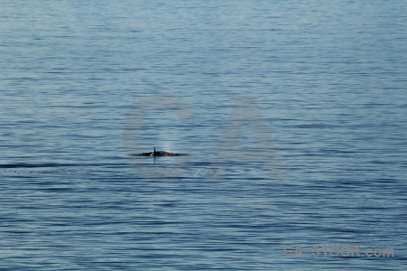 Marguerite bay sea animal south pole adelaide island.