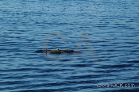 Marguerite bay water animal adelaide island ripple.