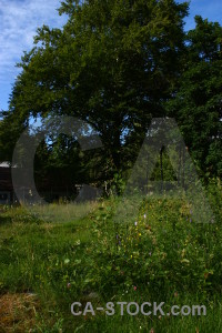 Meadow field black tree green.