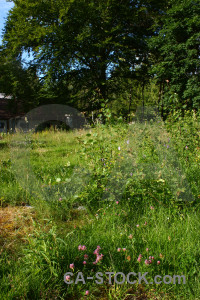 Meadow field green tree grass.