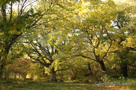 Meadow grass field green yellow.