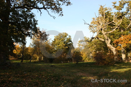 Meadow tree field grass.