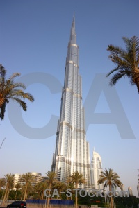 Middle east tree burj khalifa palm western asia.