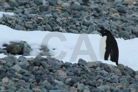 Millerand island antarctica cruise stone snow animal.