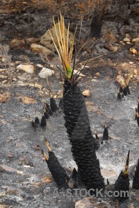 Montgo fire ash spain plant europe.