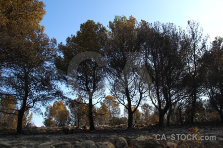 Montgo fire ash tree spain europe.