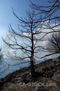 Montgo fire branch europe spain tree.