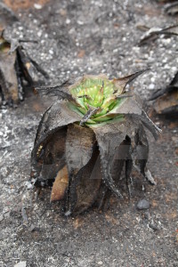 Montgo fire javea burnt europe ash.