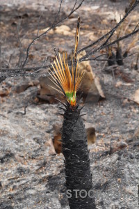 Montgo fire spain javea ash burnt.