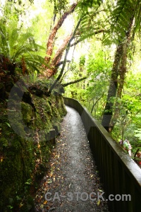 Moss forest plant owaka catlins.