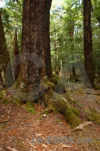 Moss forest south island trek plant.