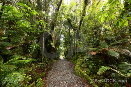 Moss plant south island path tree.