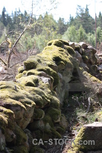 Moss stone rock wall plant.