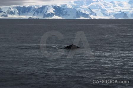 Mountain adelaide island whale marguerite bay antarctic peninsula.