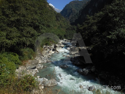 Mountain asia himalayan tree modi khola valley.