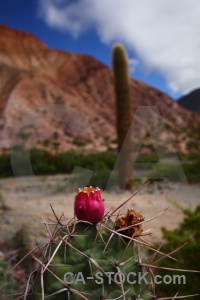 Mountain plant purmamarca flower cerro de los siete colores.