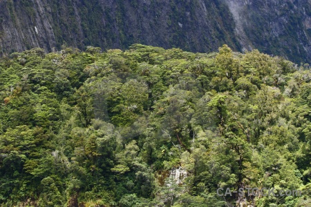 Mountain sound doubtful tree new zealand.