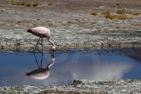 Mud salt lake altitude flamingo laguna hedionda.