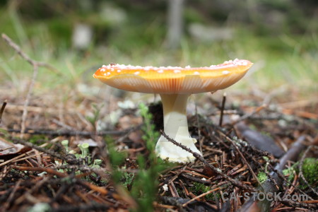 Mushroom fungus green toadstool.