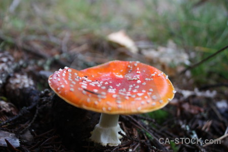 Mushroom green fungus toadstool orange.