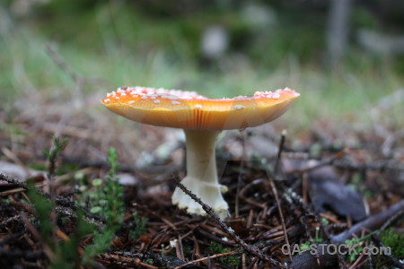 Mushroom toadstool green fungus.