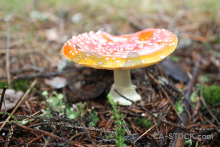 Mushroom yellow toadstool fungus green.