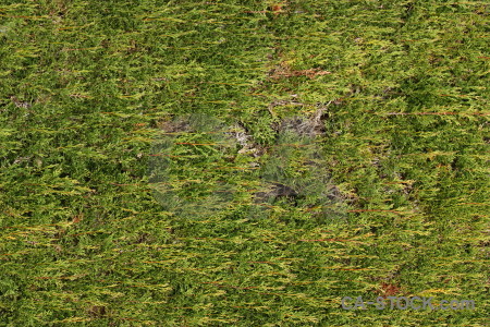 Nature green grass texture.