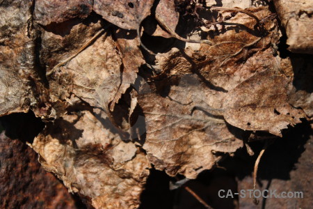 Nature texture leaf brown.