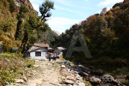 Nepal himalayan water person tree.