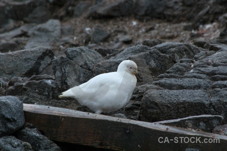 Neumayer channel snowy sheathbill antarctica palmer archipelago animal.