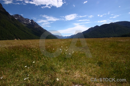 New zealand landscape south island tree grass.