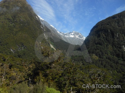 New zealand tree sky snowcap valley.