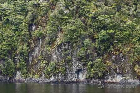 New zealand tree sound fiord doubtful.