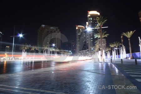 Night palm tree uae middle east dubai.