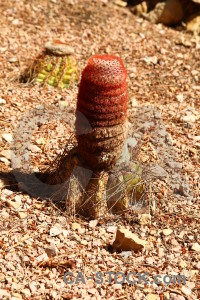 Orange brown cactus plant.
