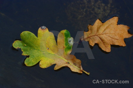 Orange brown leaf green.