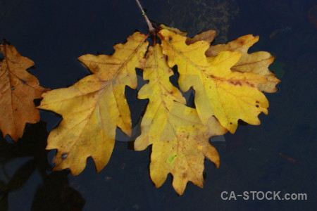 Orange brown leaf yellow.