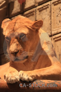 Orange cat lion brown animal.