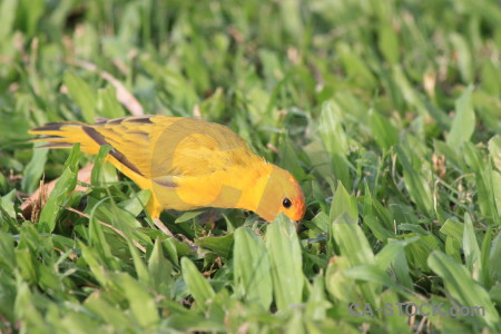 Orange green animal yellow bird.