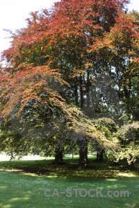 Orange green tree.