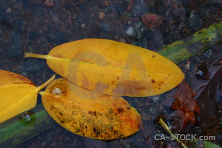 Orange green water yellow brown.