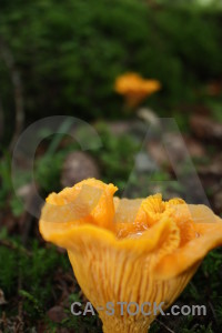 Orange mushroom fungus toadstool green.