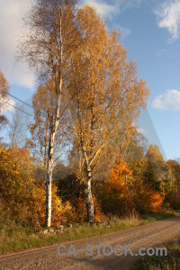 Orange path tree brown.