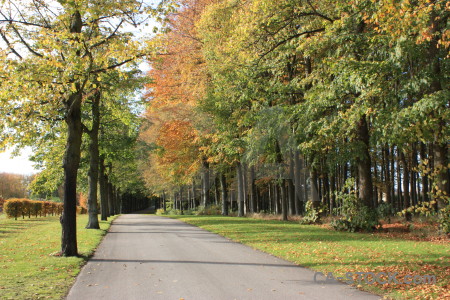 Orange path yellow tree green.