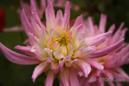 Orange pink flower plant.